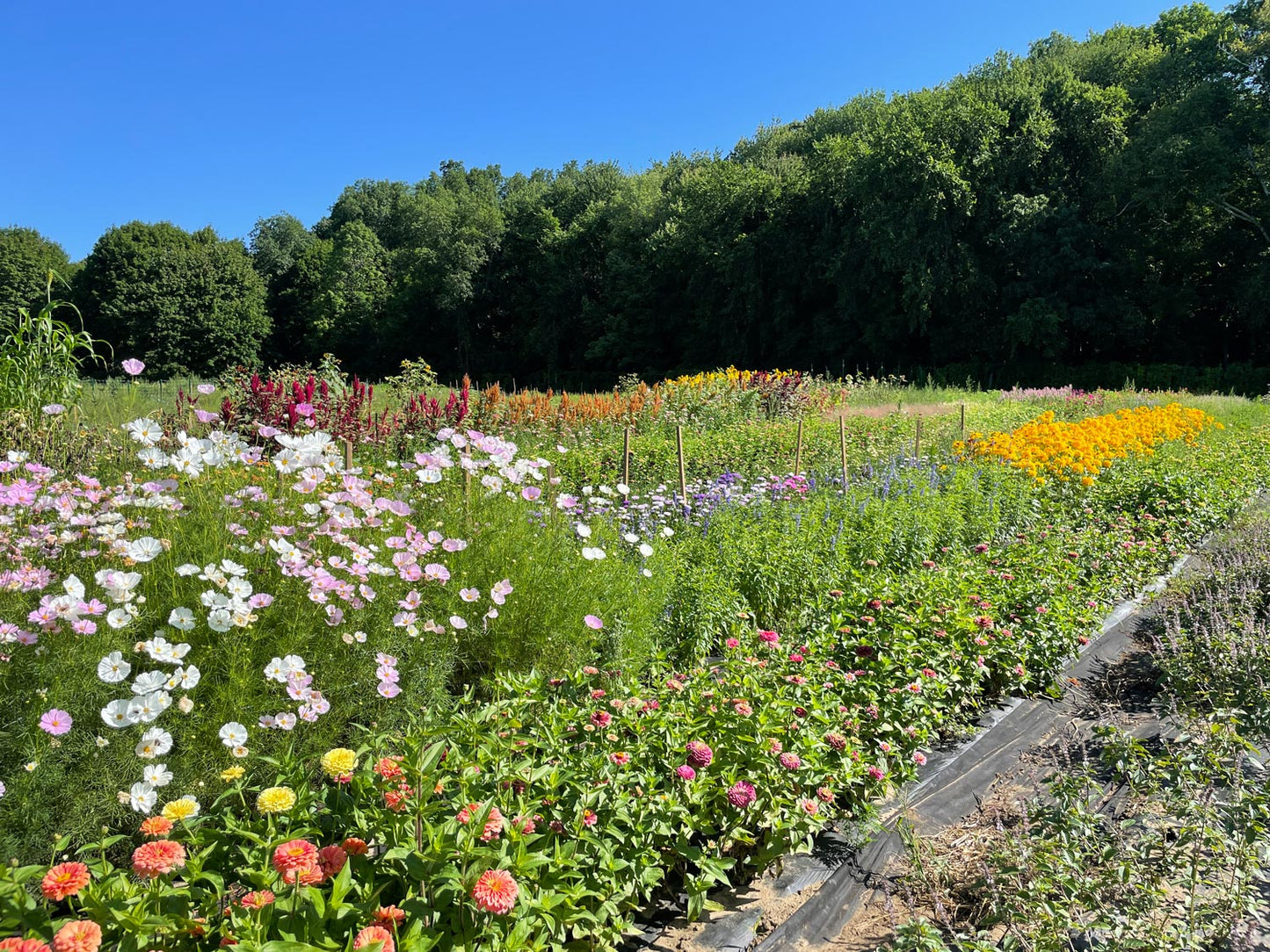 grounded flower farm in massachusetts