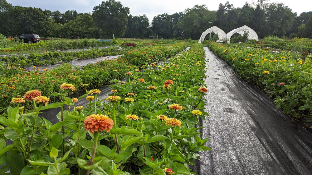 grounded flower farm ethical florals Massachusetts 