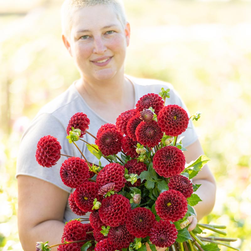 
                  
                    emily holding bunch of red cornel dahlias
                  
                