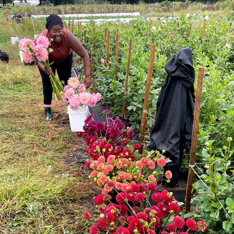 
                  
                    woman picking dahlias from grounded flower farm
                  
                