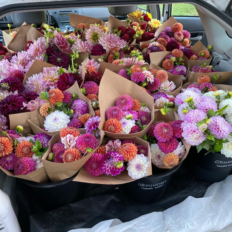 
                  
                    trunk full of dahlia bouquets from grounded flower farm
                  
                