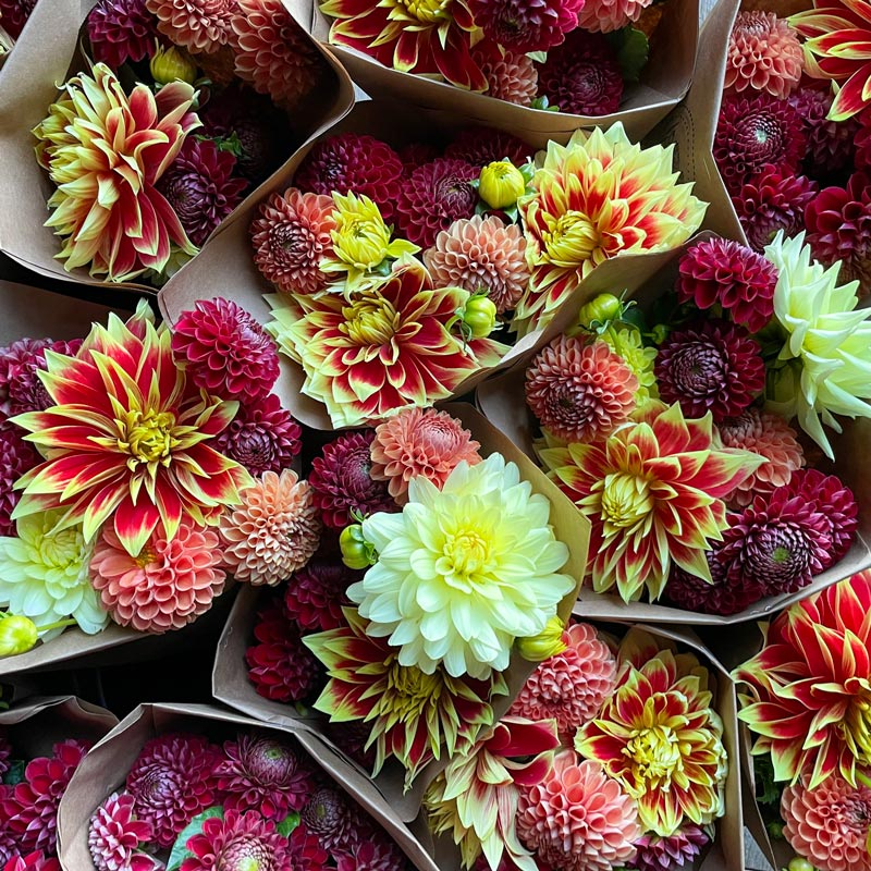 
                  
                    vibrant bouquets of dahlias to purchase at grounded flower farm
                  
                