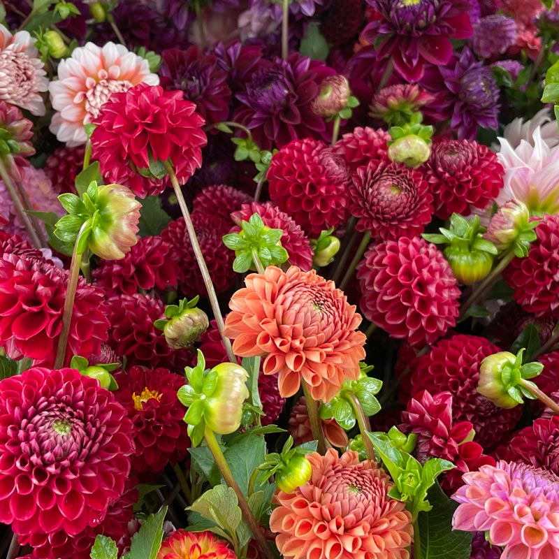 
                  
                    red, pink and purple dahlias
                  
                