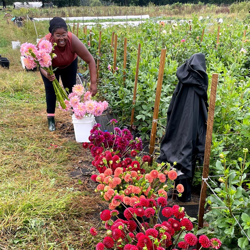 
                  
                    woman picking pink dahlias in garden
                  
                