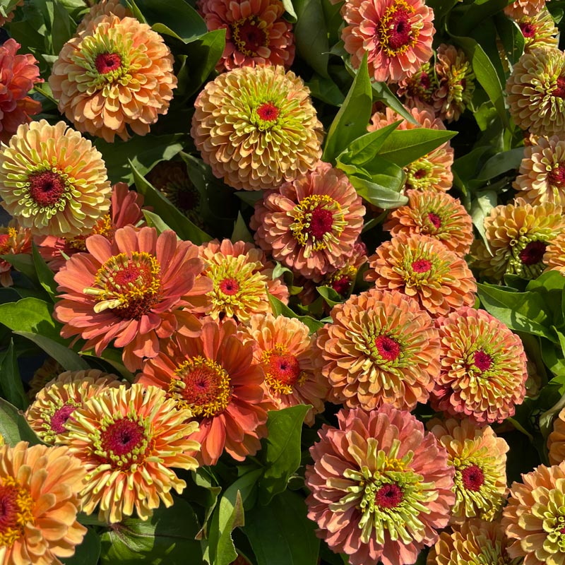 
                  
                    peach and yellow colored zinnias
                  
                