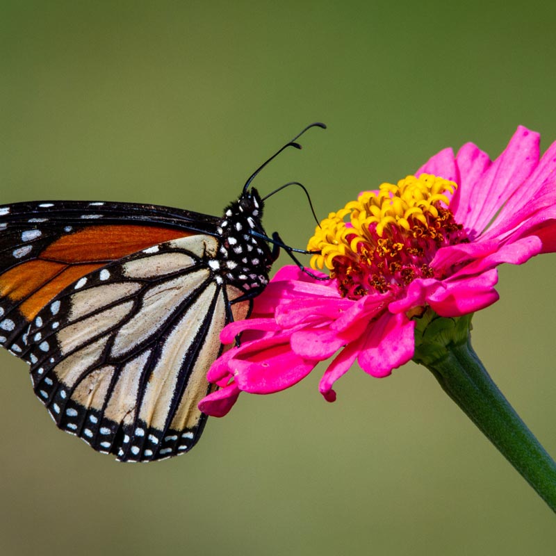 
                  
                    monarch butterfly sitting on pink zinnia
                  
                