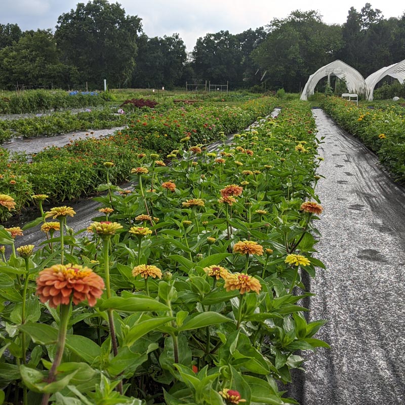 
                  
                    learn how to plant zinnias at the workshop
                  
                